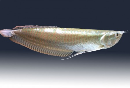 Arowana Prata